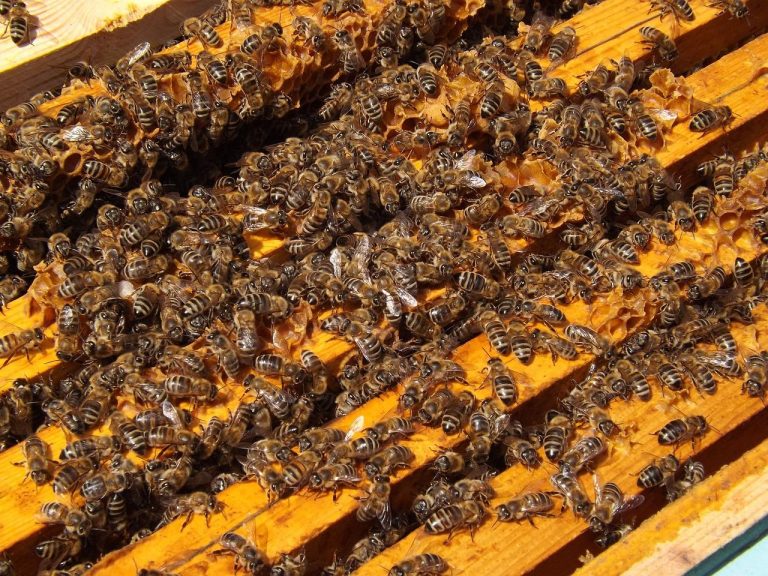 Home Propolis voor wondgenezing en huidherstel: natuurlijke bijenlijm met antimicrobiële en genezende eigenschappen